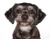 adoptable Dog in  named Maggie