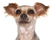 adoptable Dog in  named Pattie