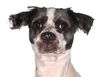 adoptable Dog in  named Hattie