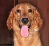 adoptable Dog in  named Harvey