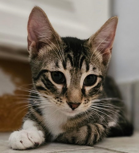 Riley - Petsmart Plantation Image