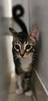 Riley - Petsmart Plantation - Photo 3
