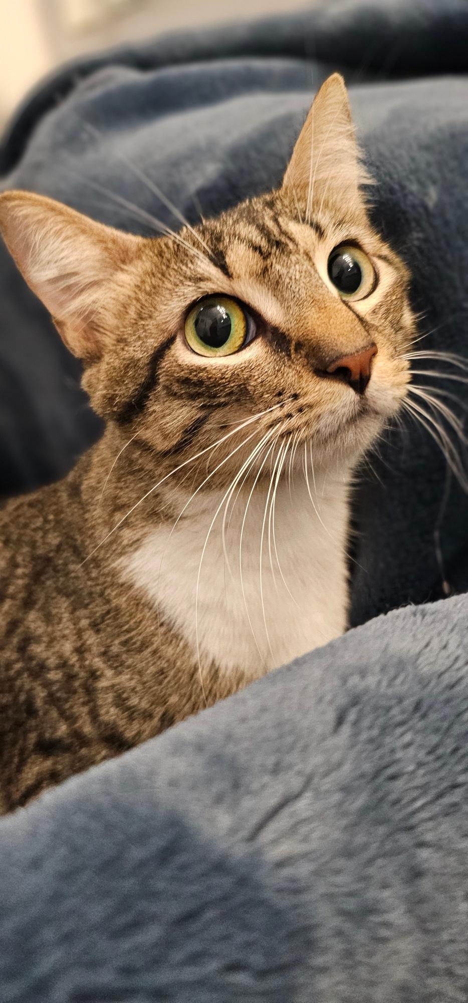 Kailani - Petsmart Plantation Image