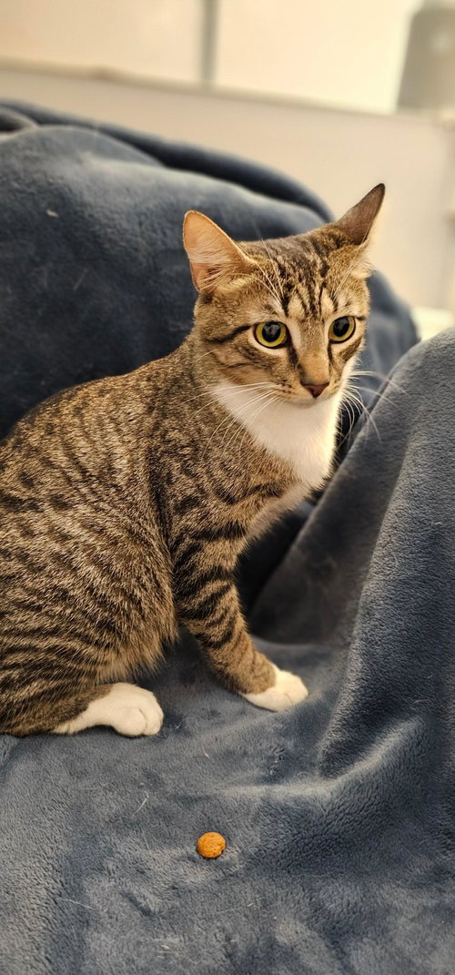 KAILANI - PETSMART PLANTATION - Domestic Short Hair available for adoption