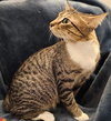 Kailani - Petsmart Plantation - Photo 3