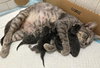 Molly Grace - PetsmartPlantationFosterHome - Photo 3