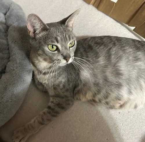 Molly Grace - PetsmartPlantationFosterHome Image