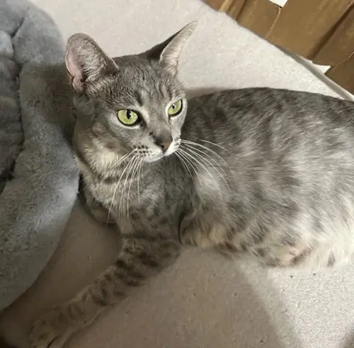 Molly Grace - Petsmartplantationfosterhome - Domestic Short Hair
