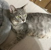 Molly Grace - PetsmartPlantationFosterHome - Photo 1