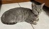Molly Grace - PetsmartPlantationFosterHome - Photo 2
