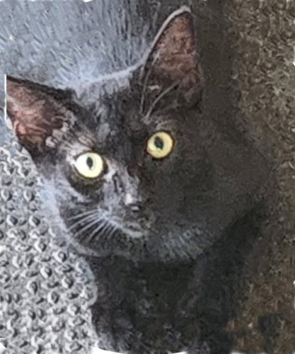 picture of the cat needing adoption
