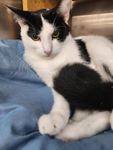 picture of the cat needing adoption