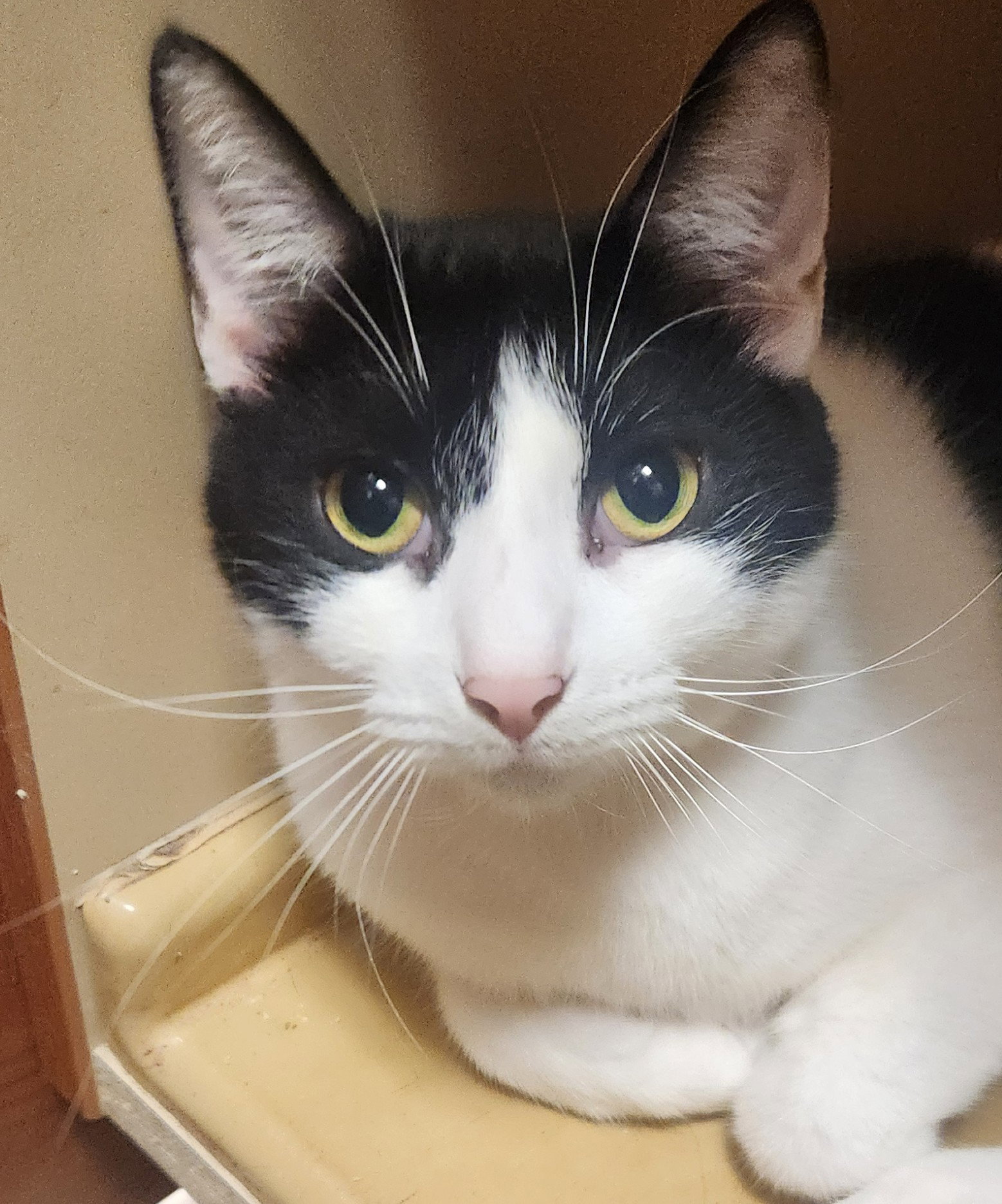Marilyn - petsmart aventura Image