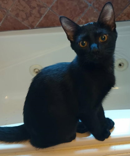 picture of the cat needing adoption