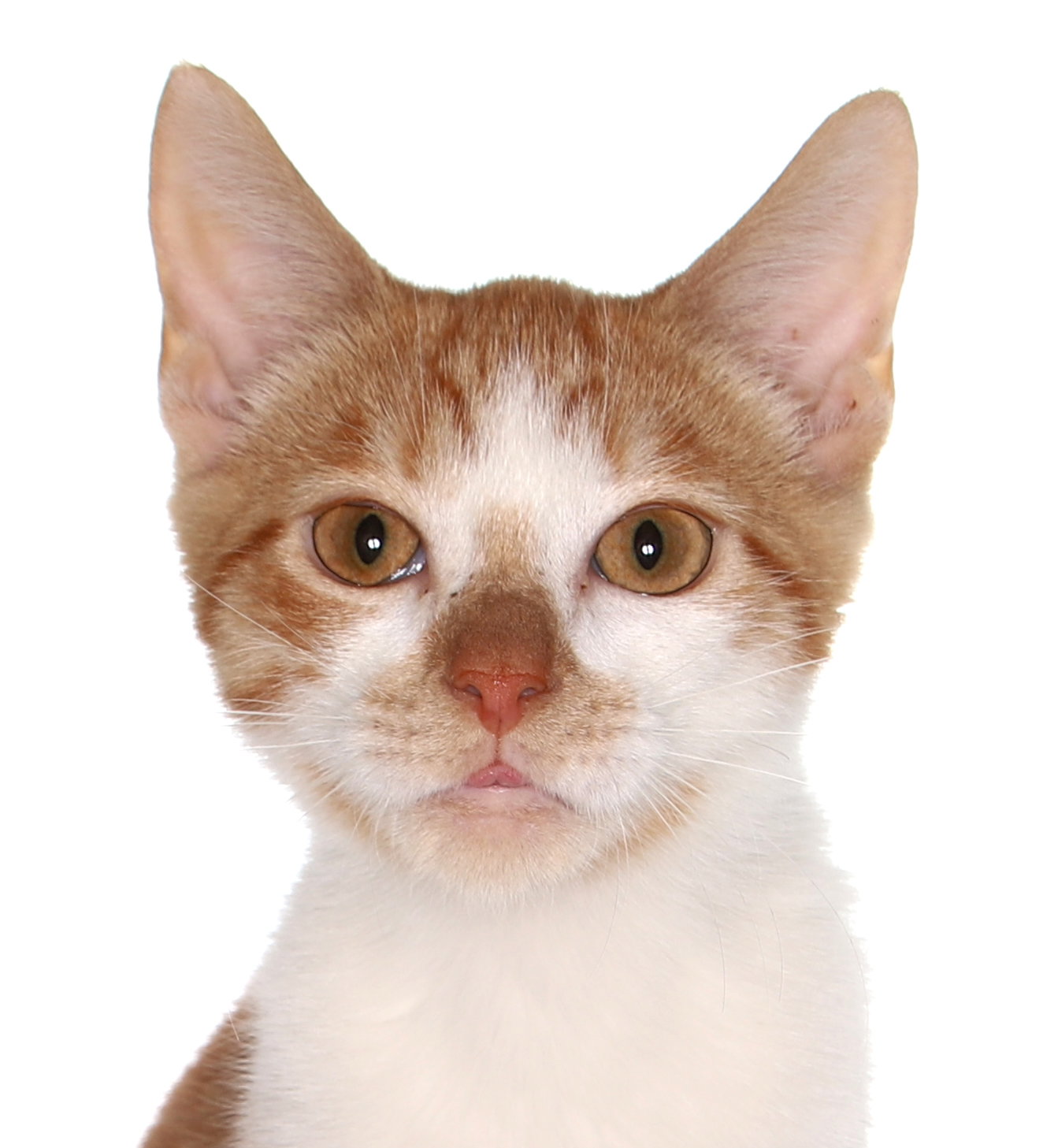 Ryan Image
