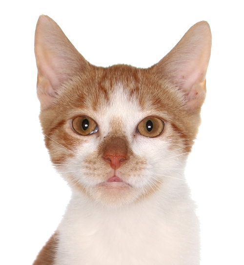 picture of the cat needing adoption