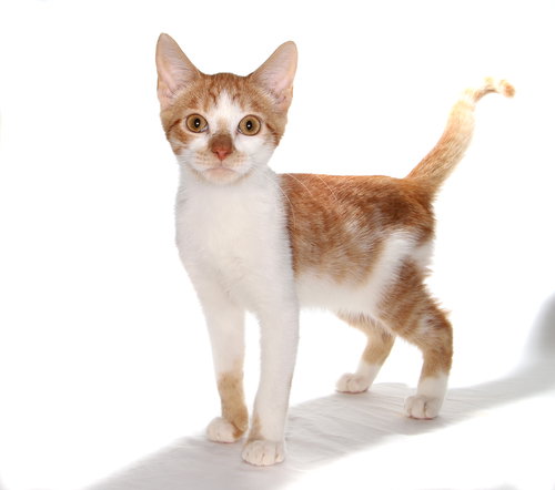 RYAN - American Shorthair available for adoption
