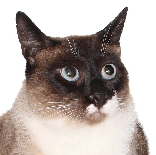 picture of the cat needing adoption