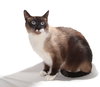 Simon - Petsmart Plantation - Photo 2