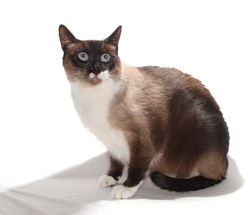 SIMON - PETSMART PLANTATION - Siamese available for adoption