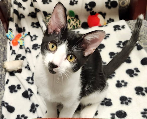 picture of the cat needing adoption