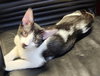 Marco - Petsmart Plantation Foster Home - Photo 2