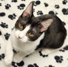 Tulip - Petsmart Plantation Foster Home - Photo 1