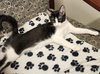 Tulip - Petsmart Plantation Foster Home - Photo 2