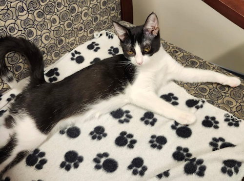 TULIP - PETSMART PLANTATION FOSTER HOME - Domestic Short Hair available for adoption