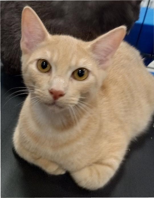 Cheddar - Petsmart Plantation Image