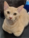 Cheddar - Petsmart Plantation - Photo 1
