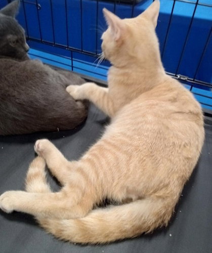 CHEDDAR - PETSMART PLANTATION - Domestic Short Hair available for adoption