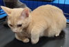 Cheddar - Petsmart Plantation - Photo 3