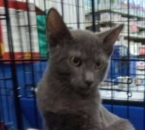 Smokey - Petsmart Plantation Image