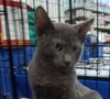 Smokey - Petsmart Plantation - Photo 1