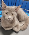 Smokey - Petsmart Plantation - Photo 2