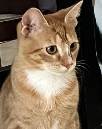 picture of the cat needing adoption