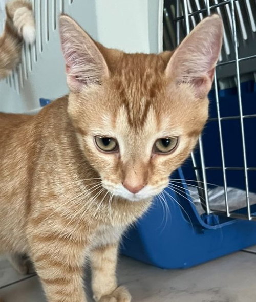 picture of the cat needing adoption