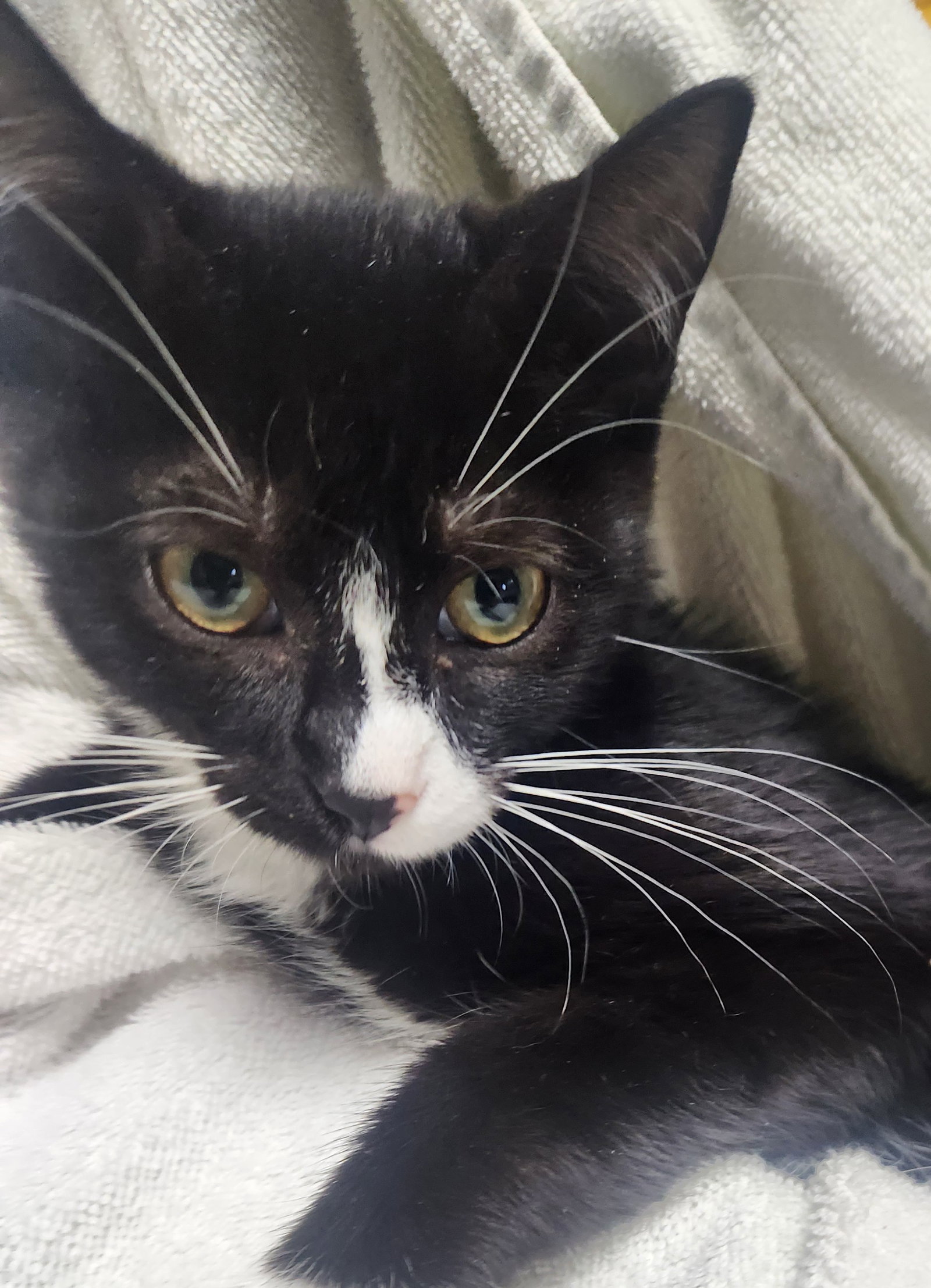 Leona - PetSmart Aventura Image