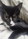 Leona - PetSmart Aventura - Photo 1