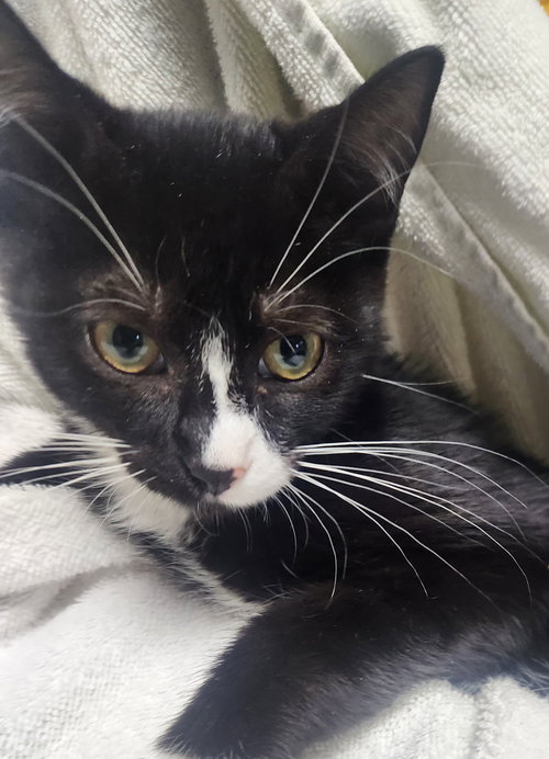 picture of the cat needing adoption