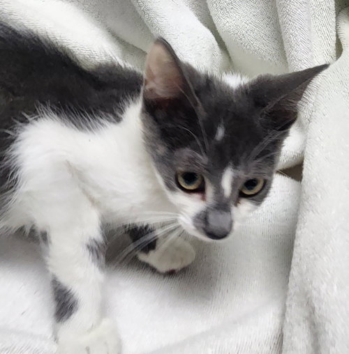 picture of the cat needing adoption
