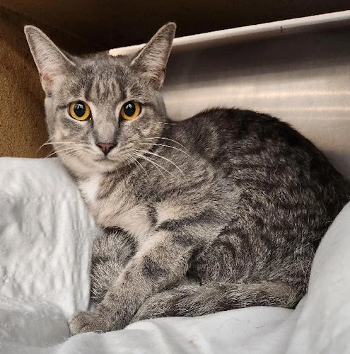 Softee - Petsmart Plantation - Foster Home