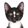 Watson - Photo 1