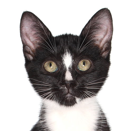 WATSON - American Shorthair available for adoption