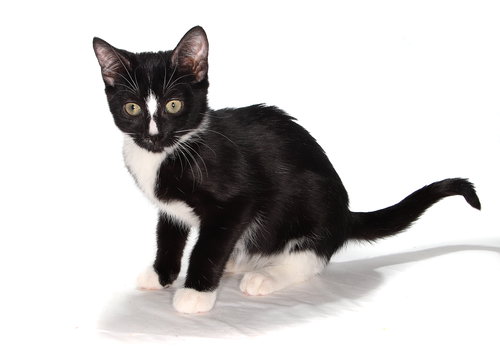 WATSON - American Shorthair available for adoption