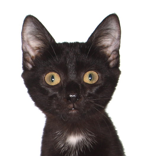 WILLY - Domestic Short Hair available for adoption