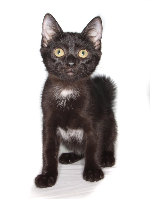 WILLY - Domestic Short Hair available for adoption