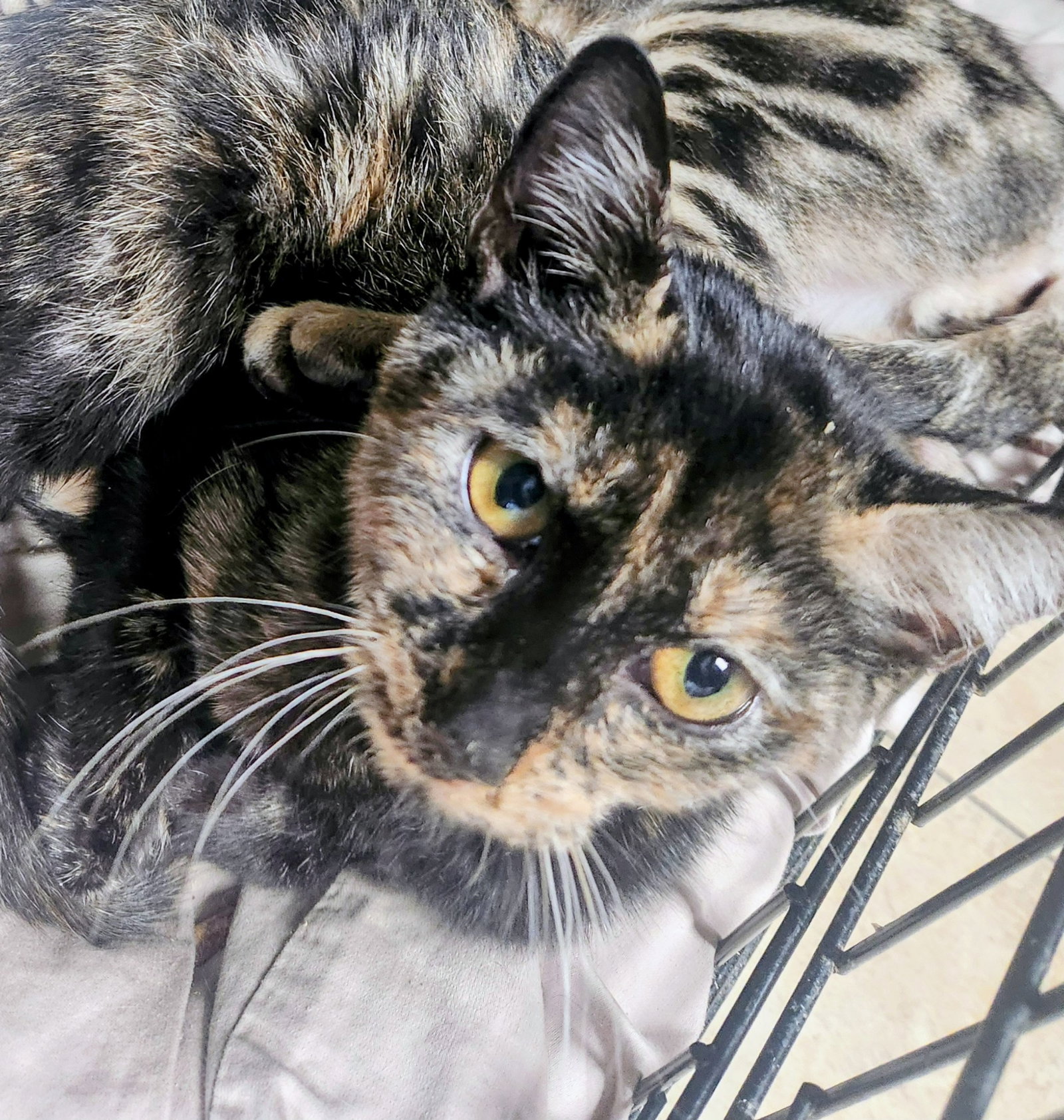 Roxie - PetSmart Aventura Image