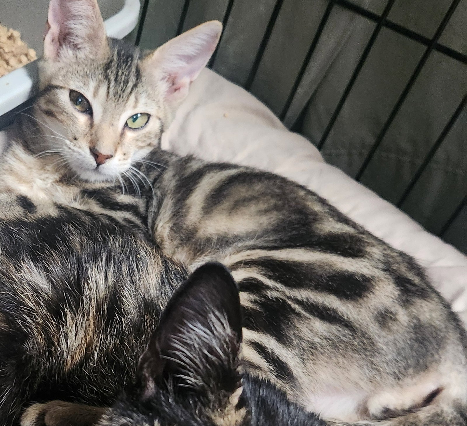 Rocky-PetSmart Aventura Image